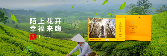 品饮千岛湖龙井茶：品味传统，享健康生活